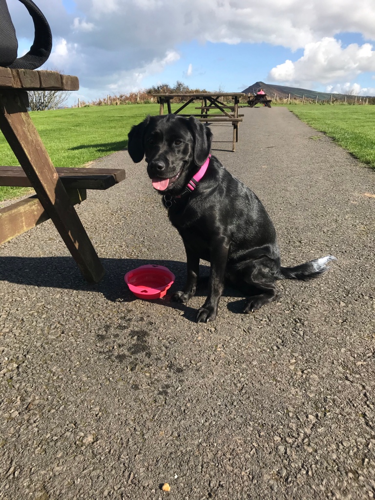 Teal the Black Labrador,  sat with her tongue out 